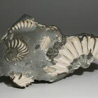 Fossil