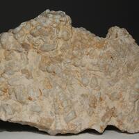 Fossil