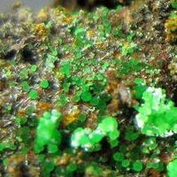 Conichalcite With Olivenite On Limonite