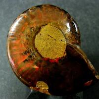 Ammolite