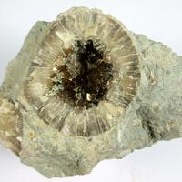 Calcite Psm Fossil Cystoid