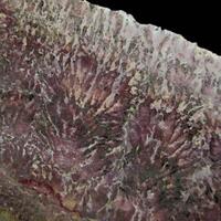 Jasper Psm Fossil Stromatolite