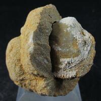 Baryte & Sand Inclusions Psm Fossil Shell