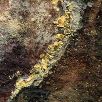 Boltwoodite