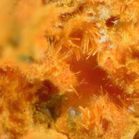 Curite & Parsonsite Phosphuranylite