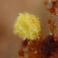 Schmitterite
