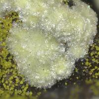 Threadgoldite & Carnotite