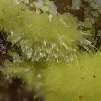 Bayleyite & Schröckingerite