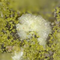 Threadgoldite & Carnotite