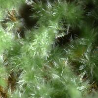 Creaseyite