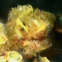 Tsumcorite