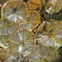 Wavellite