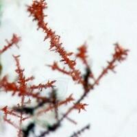 Native Copper In Gypsum