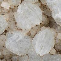 Phacolite