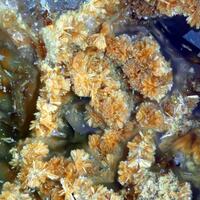 Schneebergite