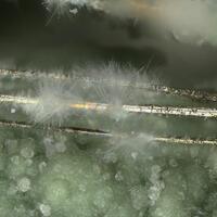 Aragonite On Millerite
