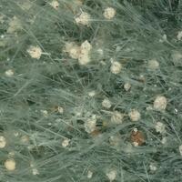 Sphaerobertrandite