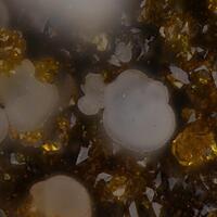 Fluorapatite