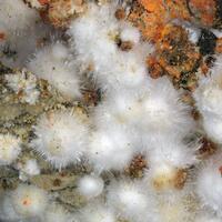 Picropharmacolite