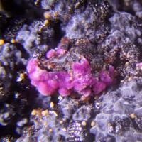 Rammelsbergite & Erythrite