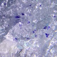 Shilovite & Ammineite