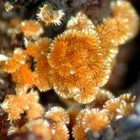 Cacoxenite & Strengite