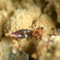 Roscherite & Eosphorite