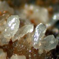 Collinsite & Muscovite