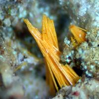 Creaseyite Wulfenite & Mimetite