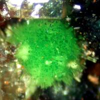 Arthurite & Pharmacosiderite