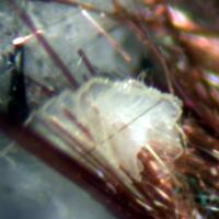 Arisite & Tuperssuatsiaite