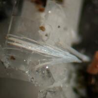 Thortveitite Euxenite-(Y) & Fluorite
