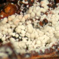 Crandallite & Strengite