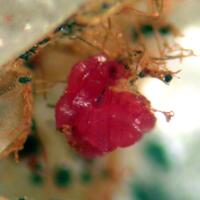 Cobaltkoritnigite
