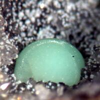 Minyulite