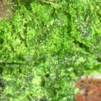 Cuprotungstite