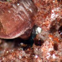 Cobaltlotharmeyerite Cobaltaustinite & Anorthoroselite