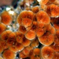 Cacoxenite
