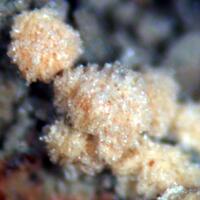 Calcioferrite