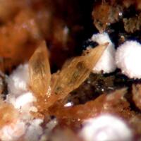Kastningite Cacoxenite & Strengite