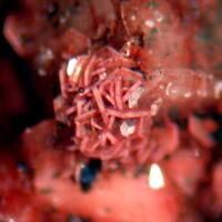 Synchysite-(Ce) Bertrandite & Orthoclase