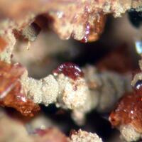 Earlshannonite Mitridatite & Laueite