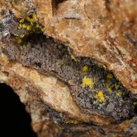 Boltwoodite