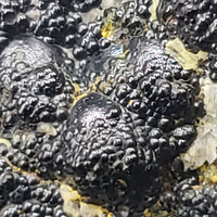 Uraninite