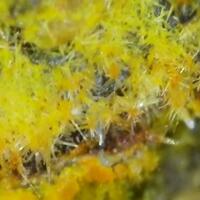 Uranophane With Uranopilite & Carnotite