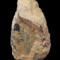 Euxenite-(Y)
