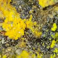 Uraninite