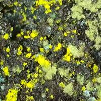 Johannite With Zippeite On Uraninite