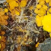 Uranopilite & Zippeite On Coal With Uraninite