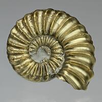 Pyritised Ammonite